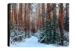 Canvastavla - Snötäckt skog med höga, raka tallar