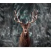 Canvastavla - Ståtlig älg med imponerande horn i snöig skogsmiljö