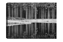Canvastavla - Svartvit skogsscen med spegelbild i vattnet