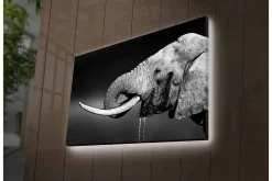 Canvastavla med LED-belysning - Svartvit elefant med hängande betar