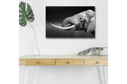 Canvastavla med LED-belysning - Svartvit elefant med hängande betar