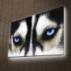 Canvastavla med LED-belysning - Närbild av en hund med intensiva blå ögon