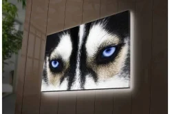 Canvastavla med LED-belysning - Närbild av en hund med intensiva blå ögon