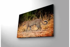 Canvastavla med LED-belysning - Leopard som smyger genom det torra gräset