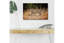 Canvastavla med LED-belysning - Leopard som smyger genom det torra gräset