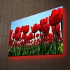 Canvastavla med LED-belysning - Färgrik tulpanfält i full blomning