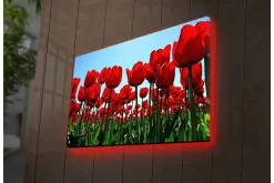 Canvastavla med LED-belysning - Färgrik tulpanfält i full blomning
