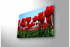 Canvastavla med LED-belysning - Färgrik tulpanfält i full blomning
