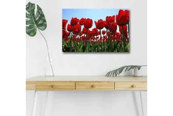 Canvastavla med LED-belysning - Färgrik tulpanfält i full blomning