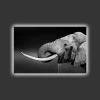 Canvastavla med LED-belysning - Elefant i svartvitt med detaljerad textur
