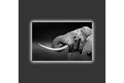 Canvastavla med LED-belysning - Elefant i svartvitt med detaljerad textur