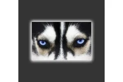 Canvastavla med LED-belysning - Närbild av en hund med intensiva blå ögon