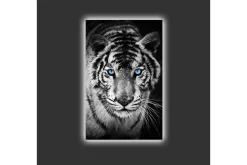 Canvastavla med LED-belysning - Porträtt av en vit tiger med blå ögon