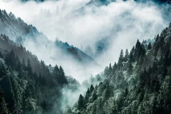 Canvastavla MistyForest