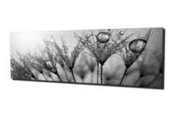 Canvastavla 80x30 cm - Svartvit bild av vattendroppar på fjädrar