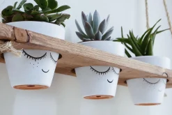 Evila Rephylla till Krukor
