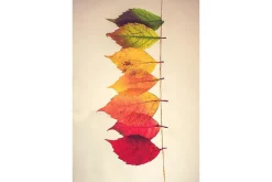 Homefesto Matta 80x300 cm