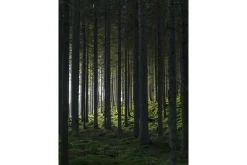 Poster Woods 30x40 cm