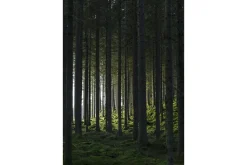 Poster Woods 21x30 cm
