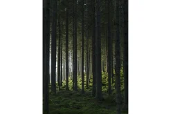 Poster Woods 50x70 cm