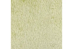 Prydnadskuddar Pilea Grön